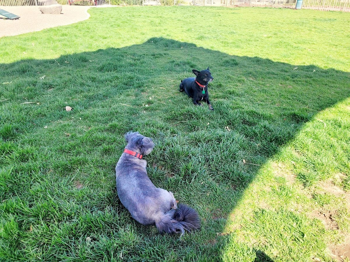 Abel's Dog Park