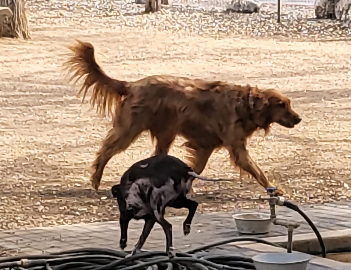 Alamo Heights Bark Park
