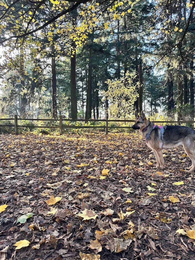 Alberta Unfenced Off-Leash Dog Park