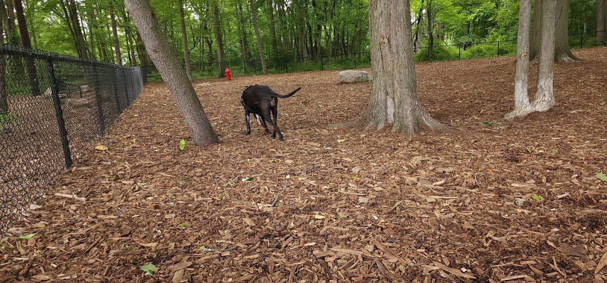Alice Street Dog Run