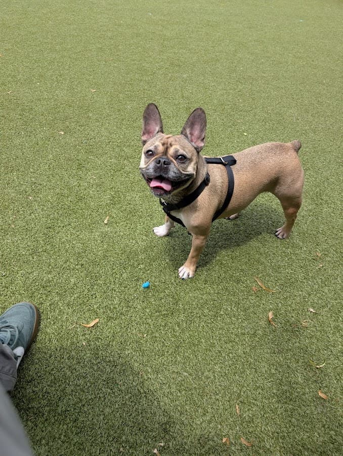 Amber street dog park