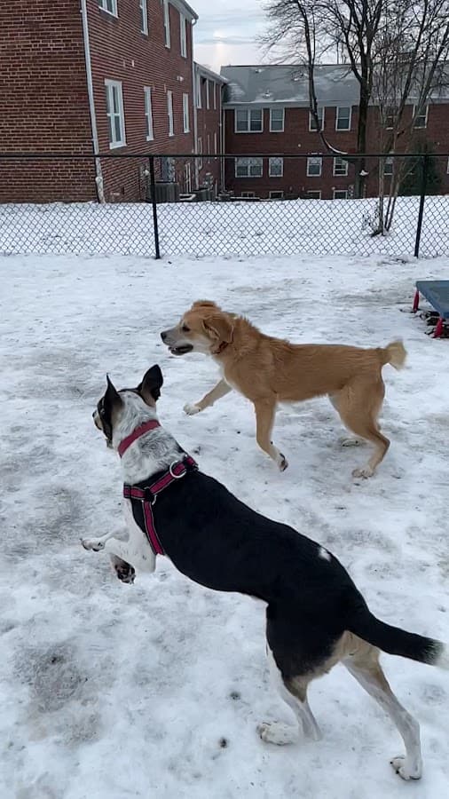 Bark Park