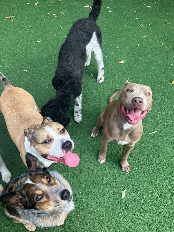 BarkPark West