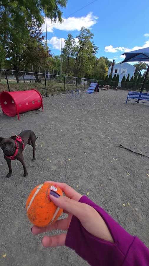 Belleville Dog Park