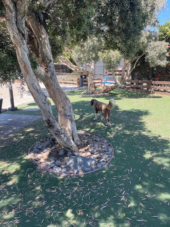 Berry Street Dog Park