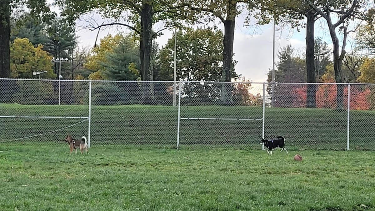 Boyce Park Dog Park 1