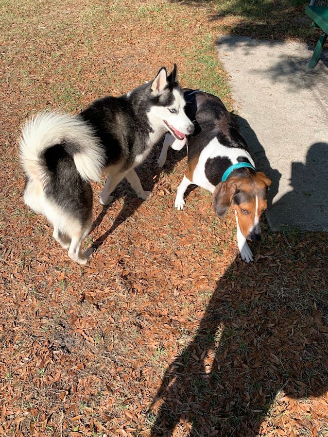 Carolyn Meeker Dog Park