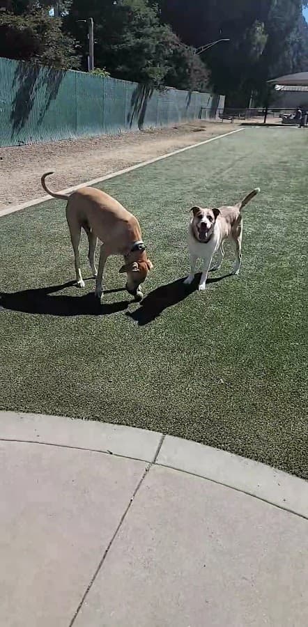 Centennial Dog Park