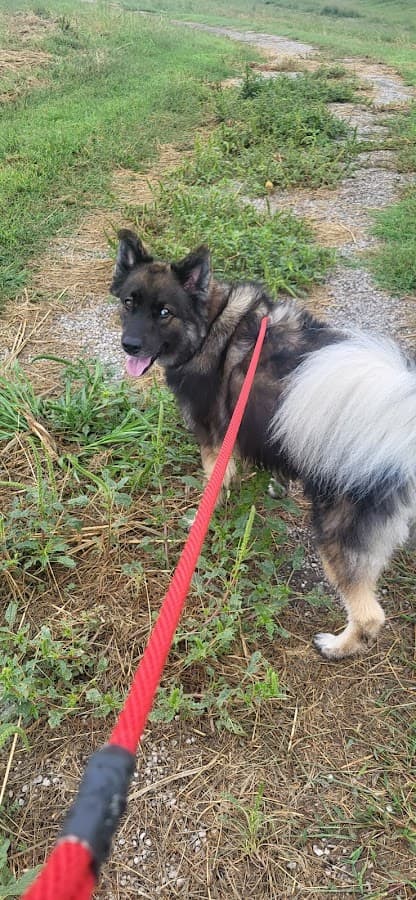 Chapin Dog Park
