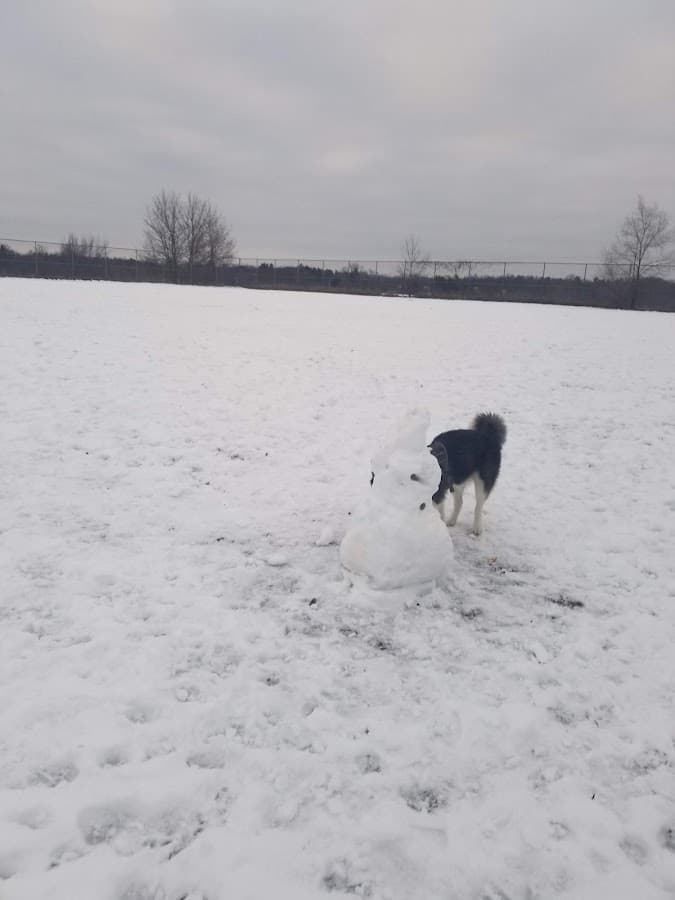 Covell Dog Park