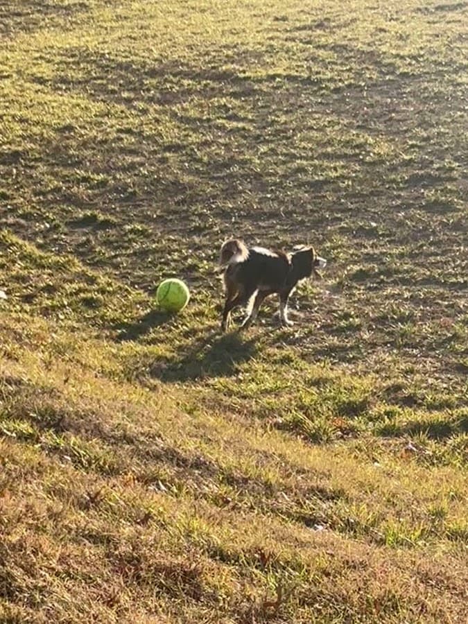 Cruse (Members Only) Dog Park Parking & Trailhead