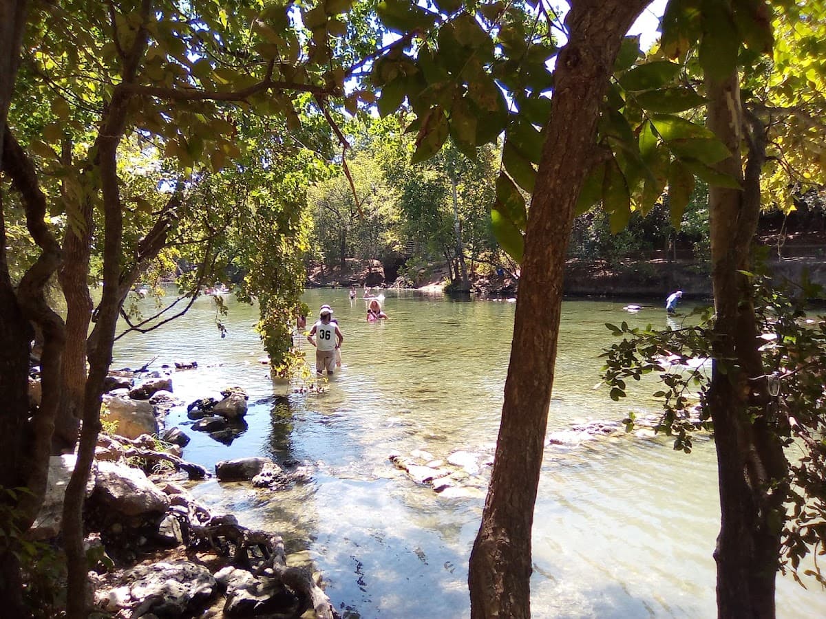 Dog Barton Springs