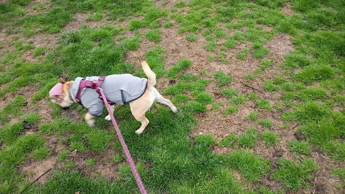 Dog Park at Love's Travel Stops