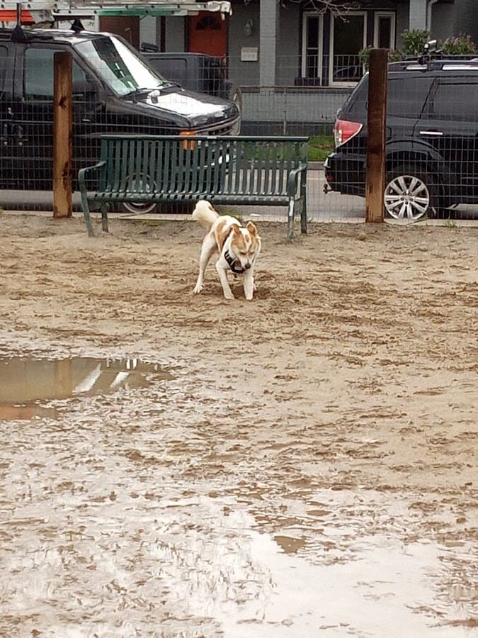 Dog Park