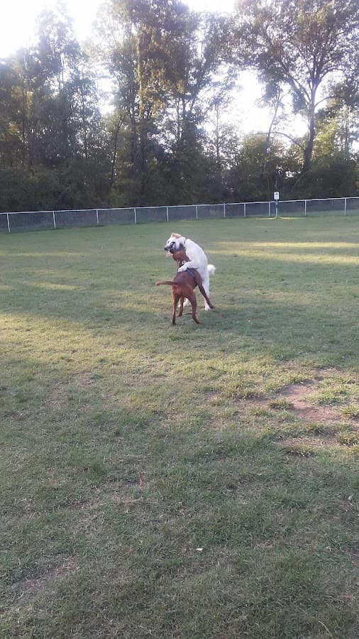 Dog Park