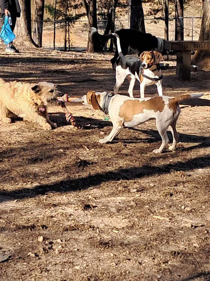 Dog Park
