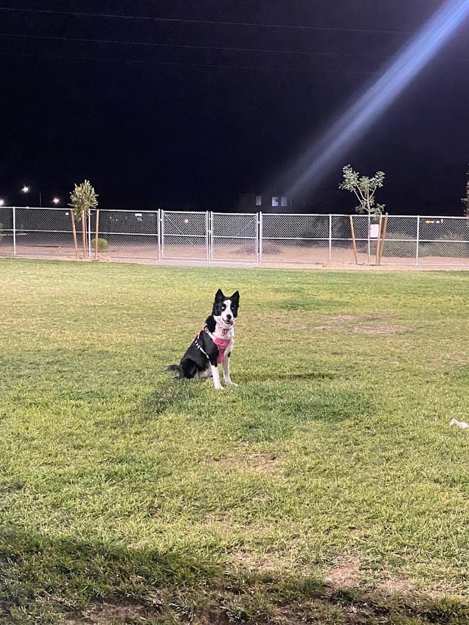 Dog Park