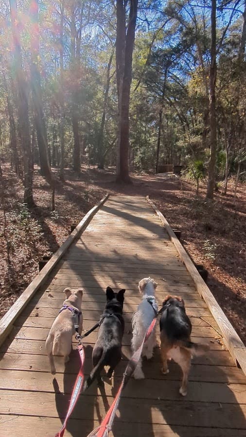 Dog Park