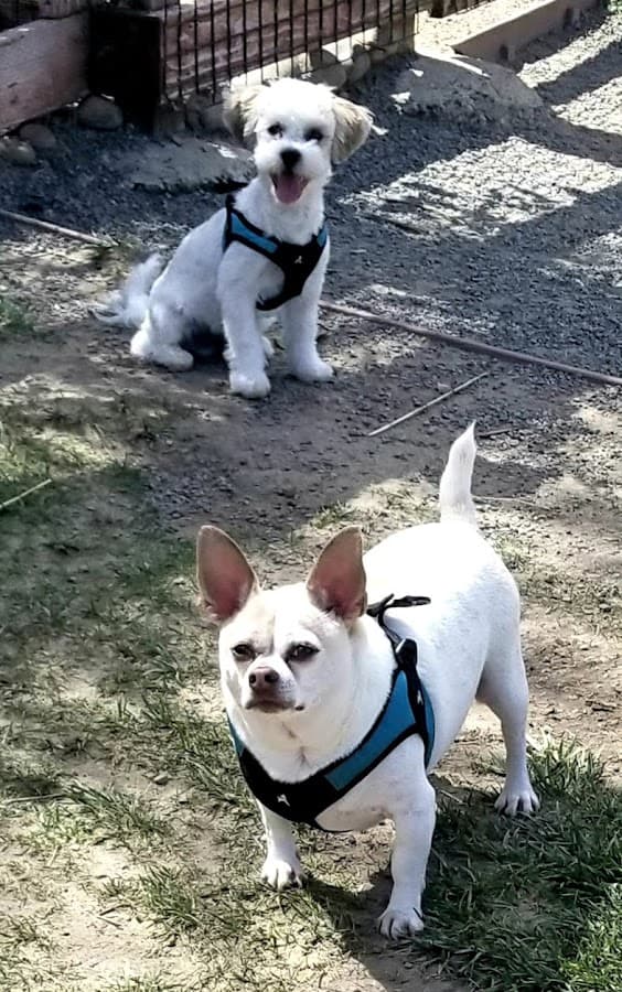 Dog Park
