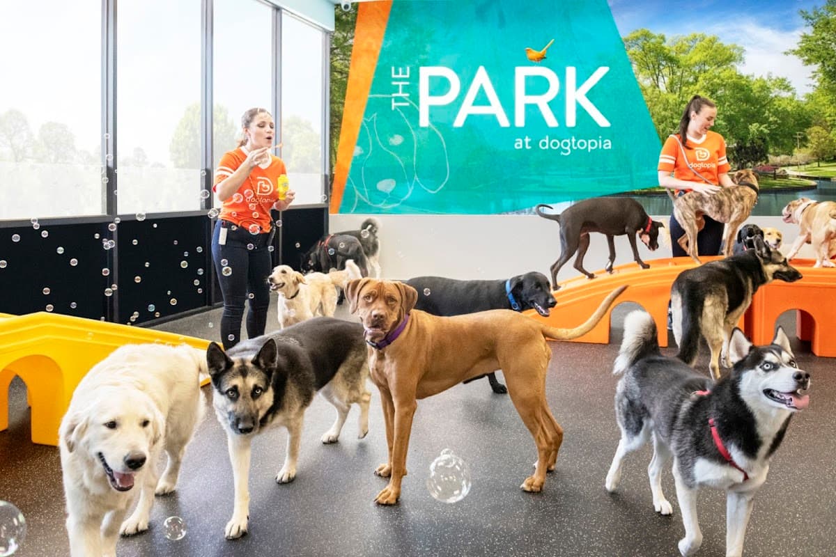 Dogtopia of Cedar Mill