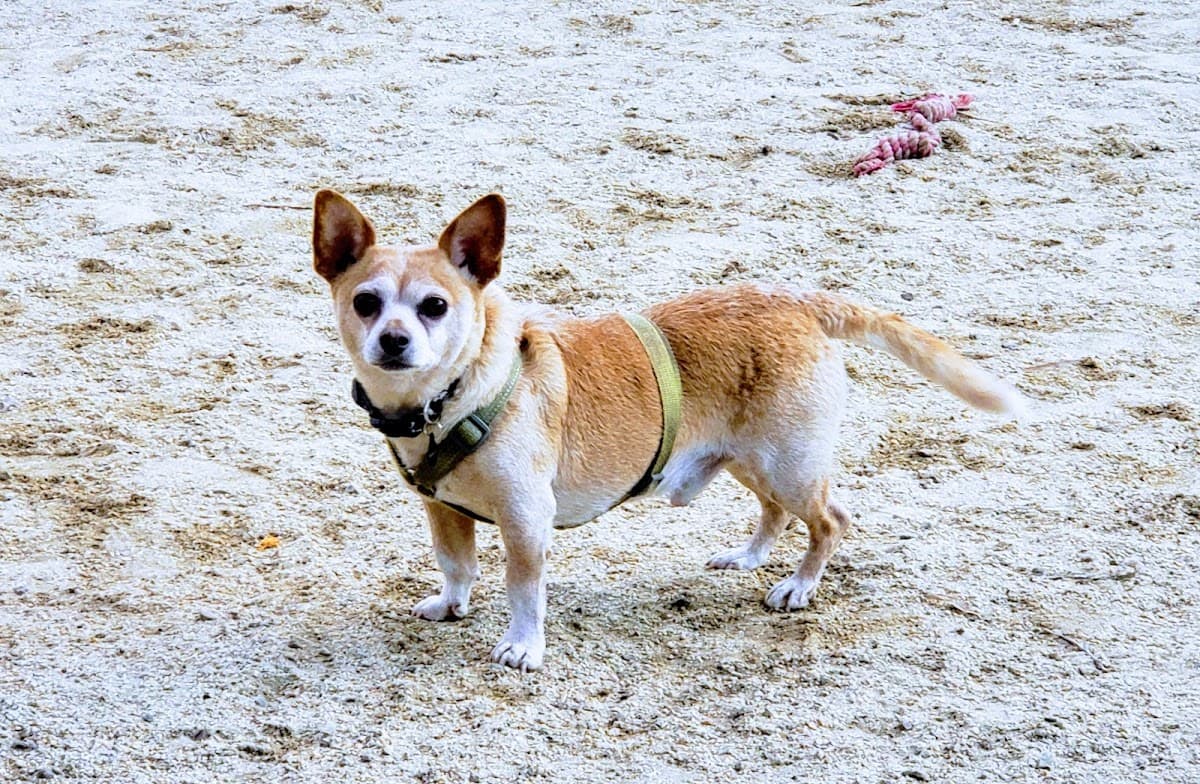 Eureka Valley Dog Play Area