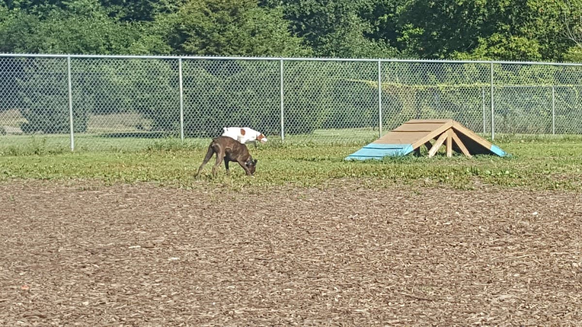 Flying Cloud Dog Park