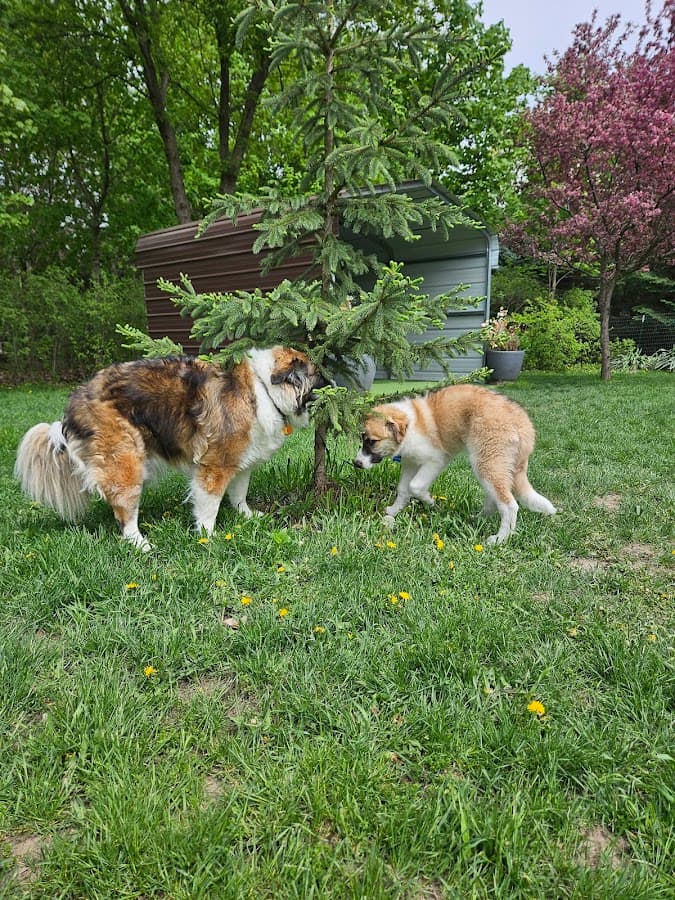 Good Dog Unleashed Private Park