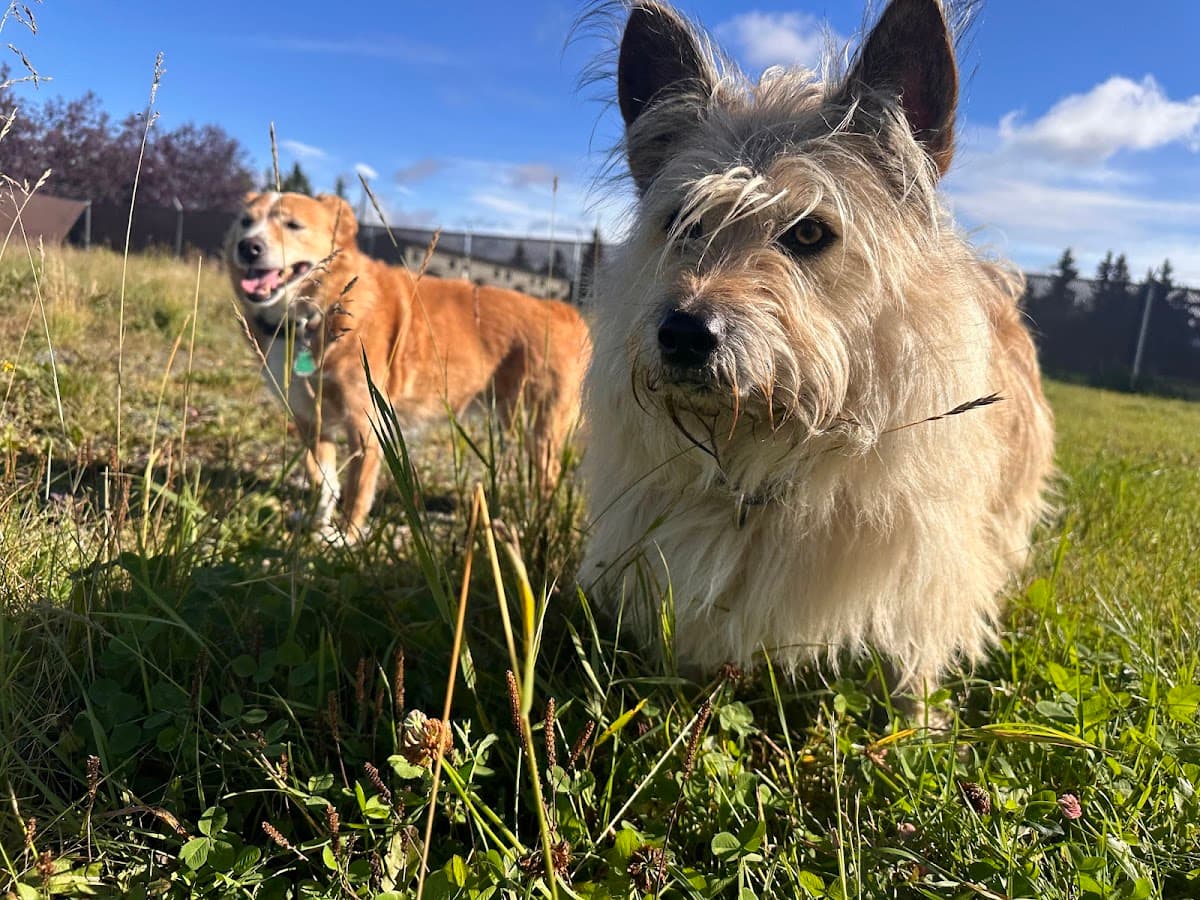 Government Hill Dog Park