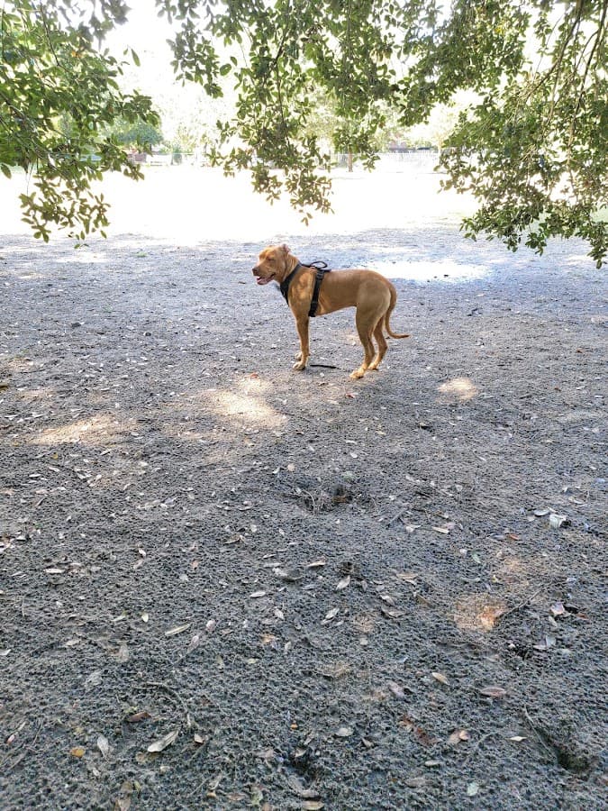 Hampton Park Dog Run