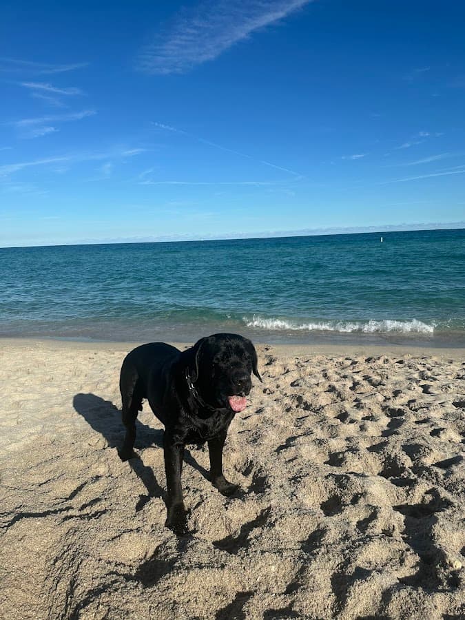 Haulover Dog Beach