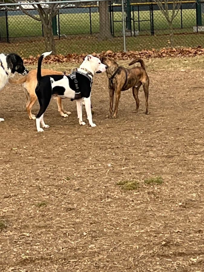 Hero Dog Park