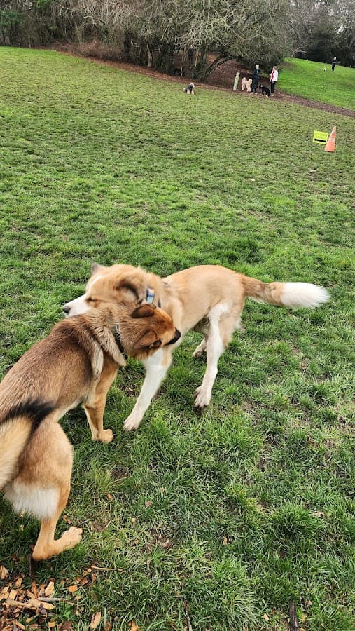 Hillsdale Off-Leash Dog Area