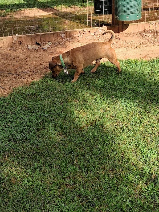 Hueytown Dog Park