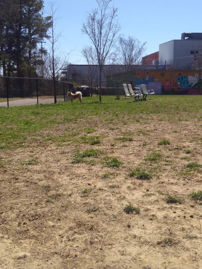 Jackson Downtown Dog Walk