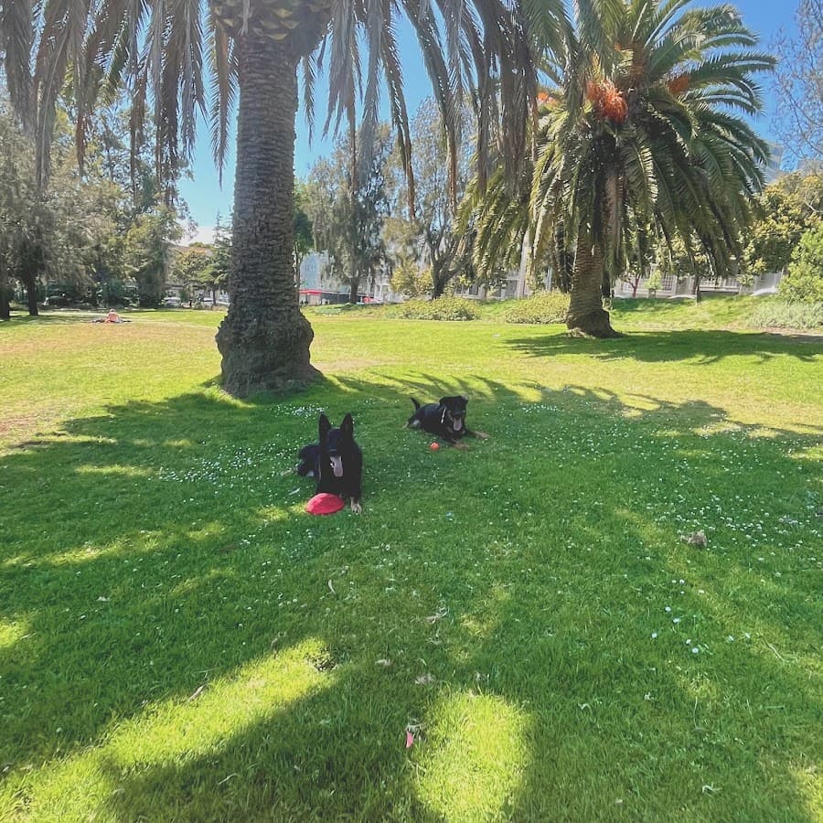 Jefferson Square Dog Play Area