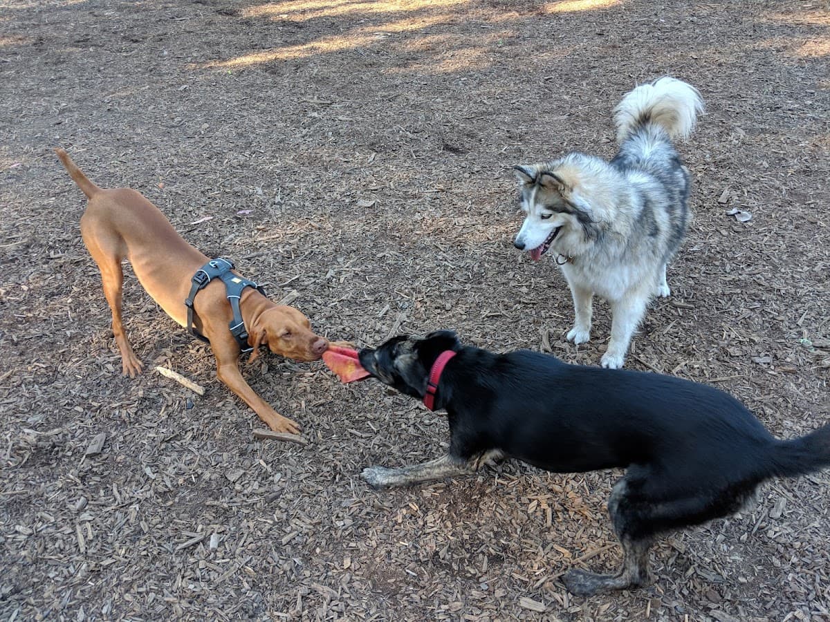 Joaquin Miller Dog Park