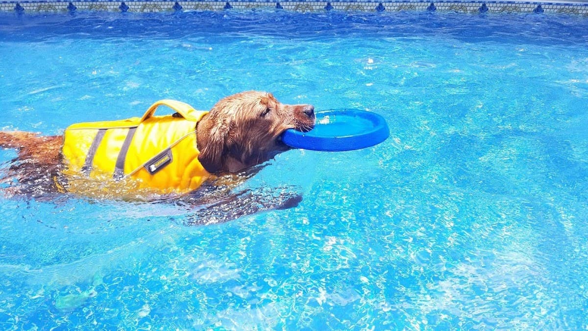 K9 Hangout Charlotte