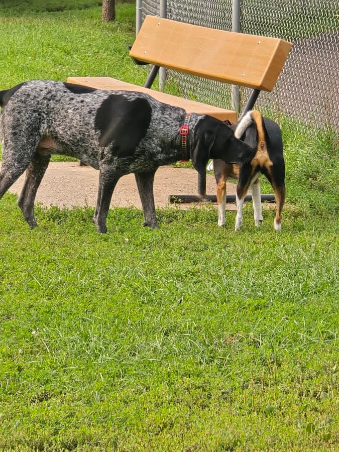 Keene Creek Dog Park