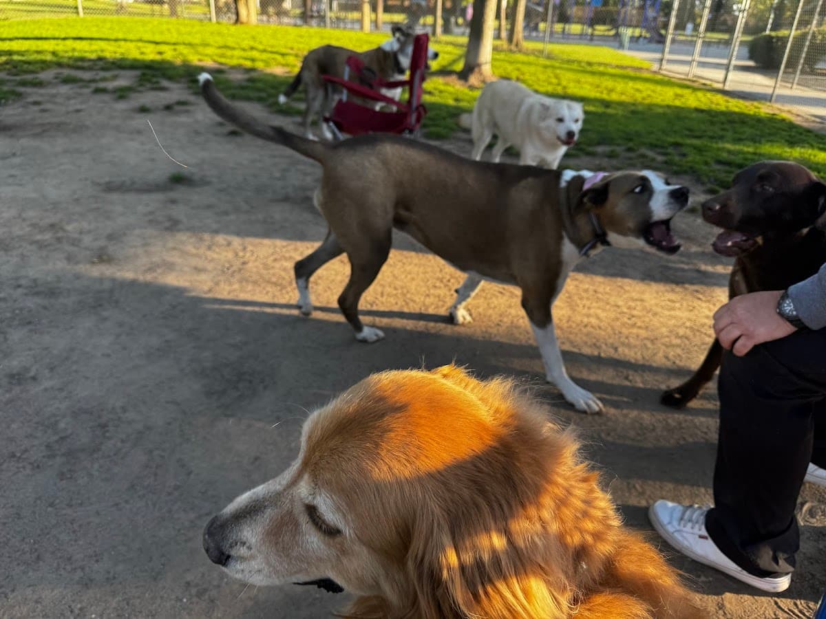 Koligian Dog Park
