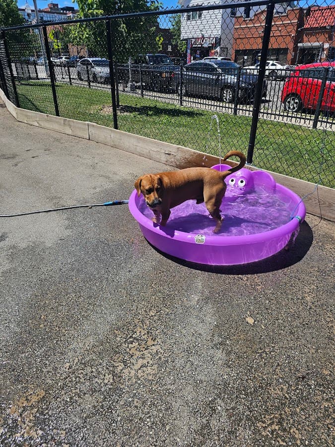 Kosciuszko Park Dog Park