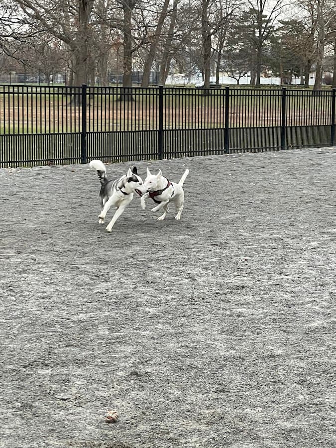 Lyndhurst Dog Park