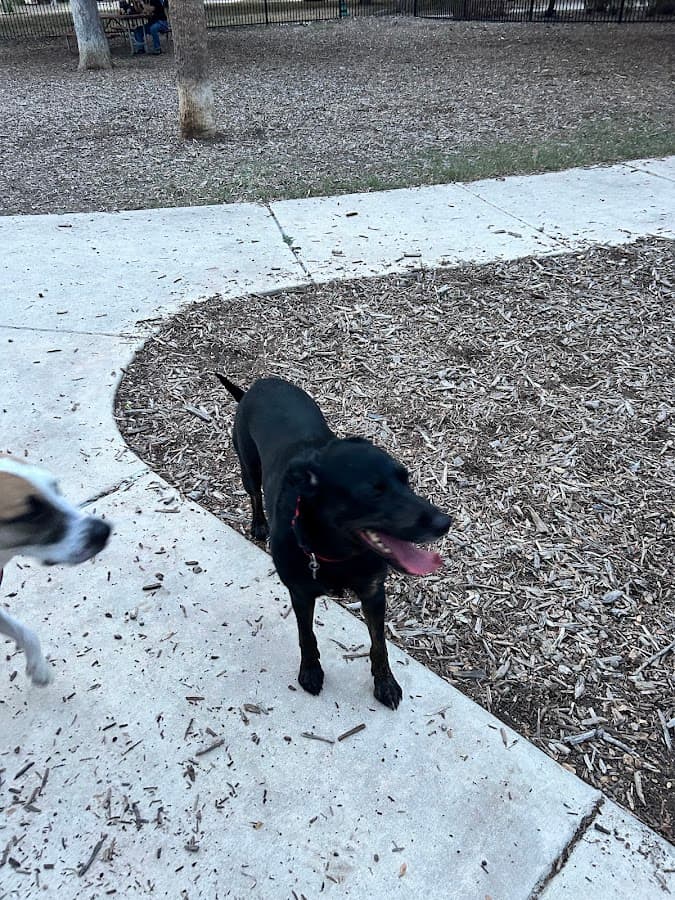 Madison Square Dog Park