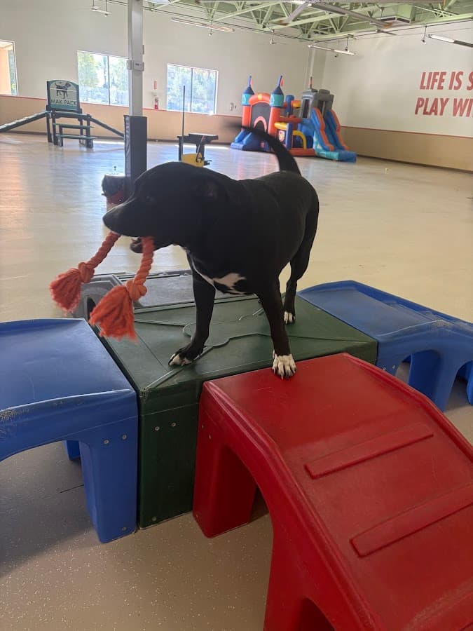 Mak Pack Indoor Dog Park, Doggy Daycare, Dog Wash, Overnight Boarding, Dog Training