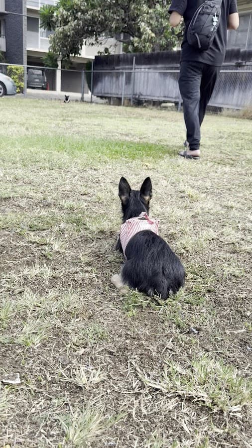Maryknoll Dog Park