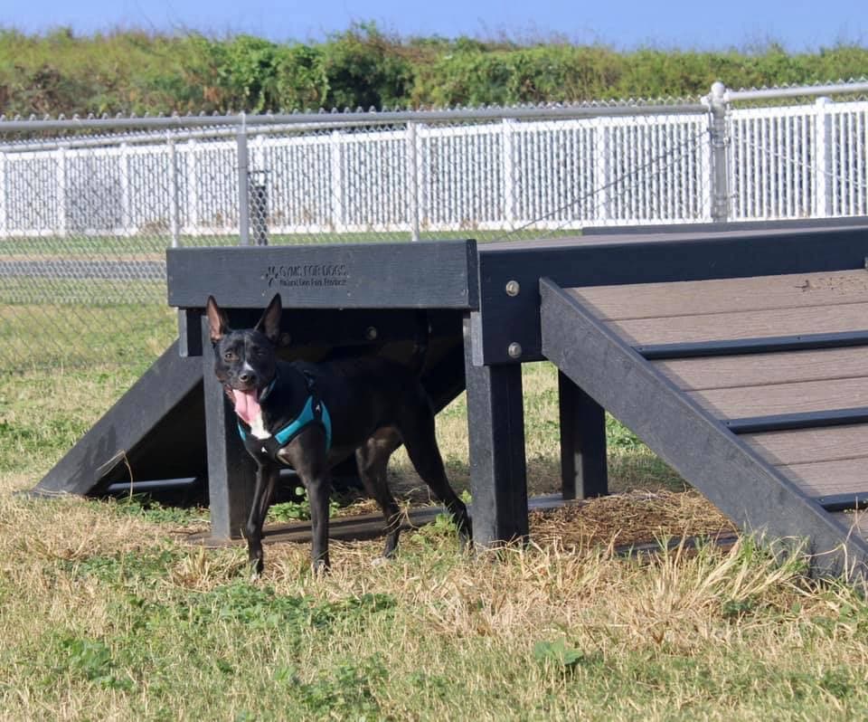 MCBH Pa Honua Dog Park