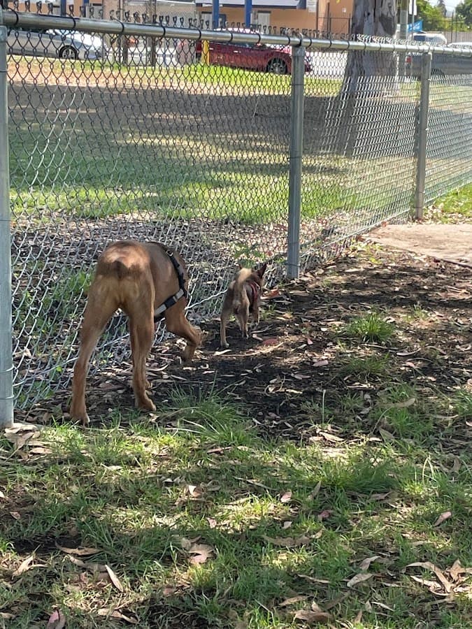 Memorial Dog Park