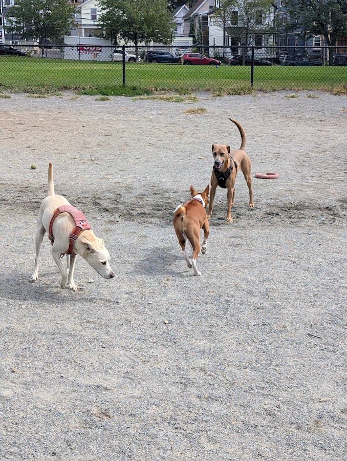 Nunziato Dog Park