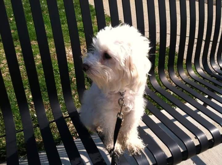 Oakley Station Dog Park