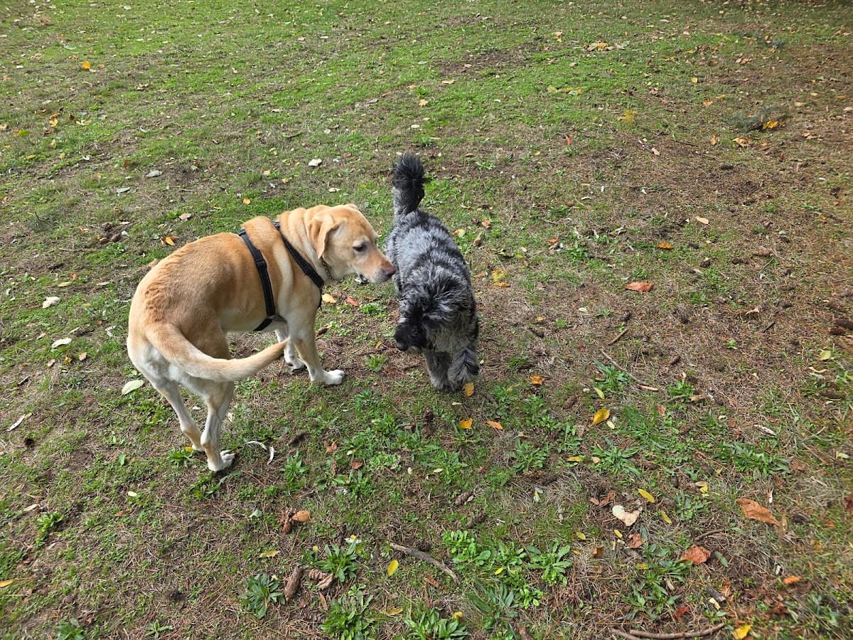 Off-Leash Dog Park