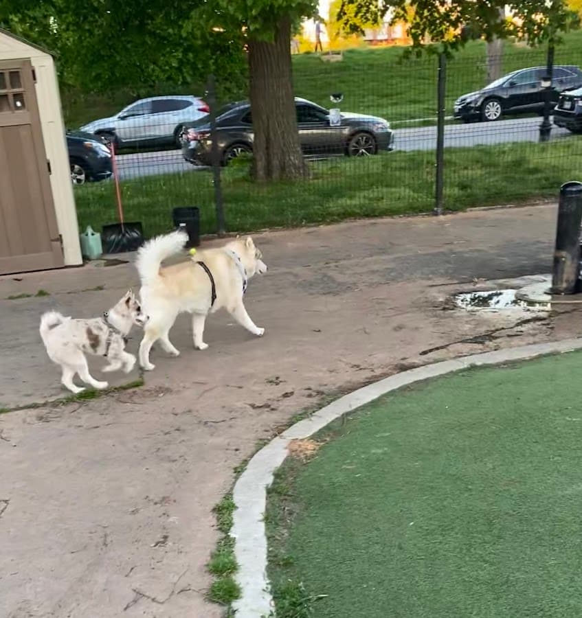 Patterson Dog Park